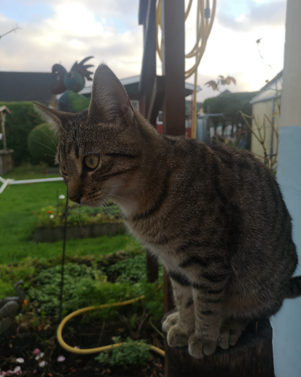 Missing Cat - Olef, Schleiden