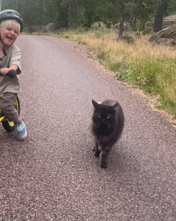 Missing Cat - Oskarshamn