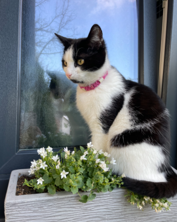 Found Cat - Duderstadt