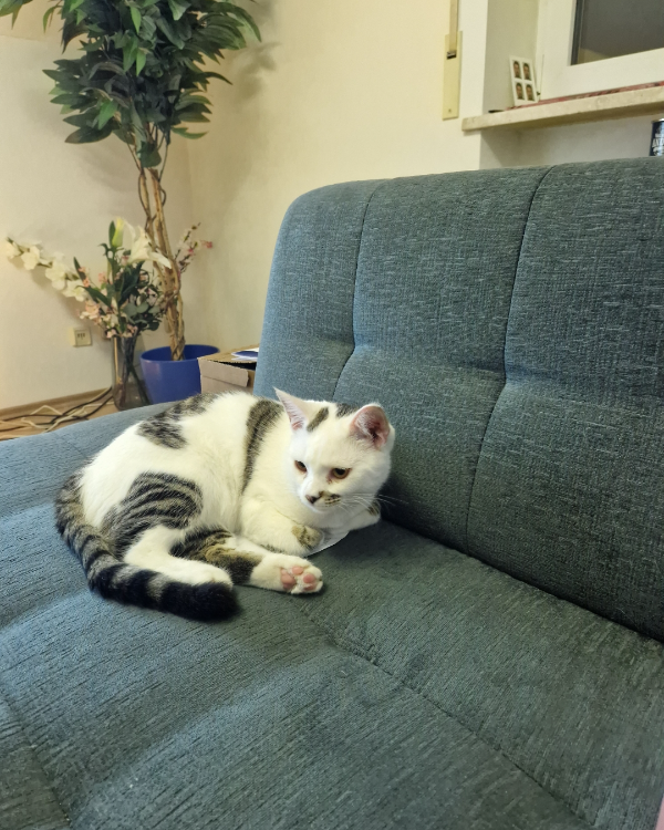 Missing Cat - Beratzhausen