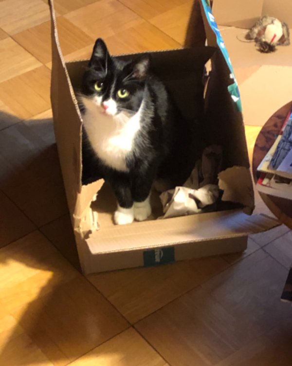 Missing Cat - Wittenberge