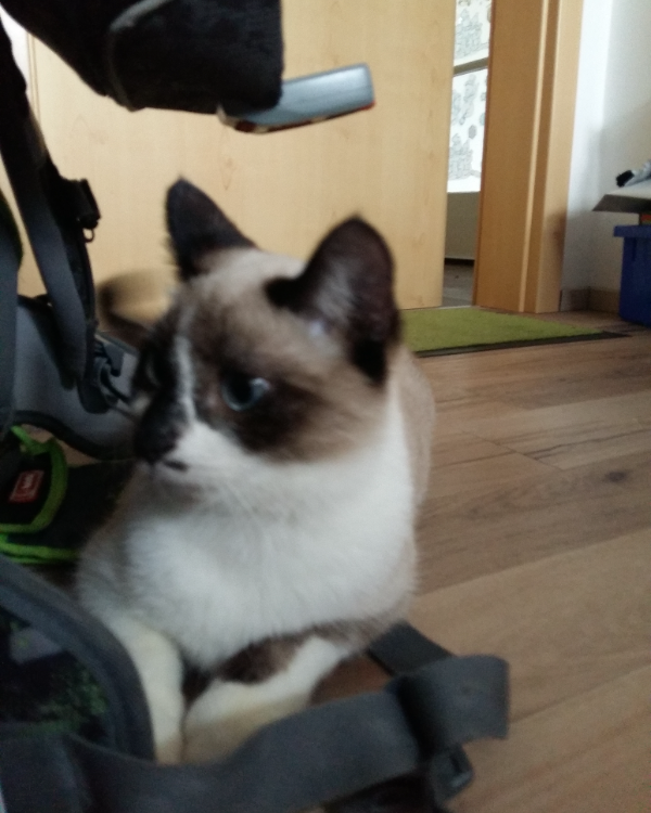 Found Cat - Zeulenroda-Triebes