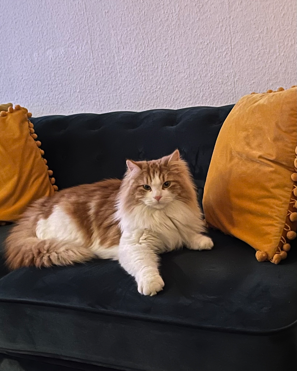 Found Cat - Berg (Pfalz)