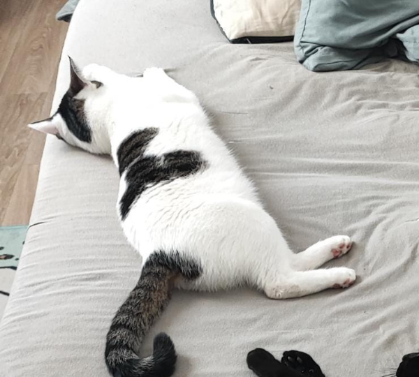 Missing Cat - Jänschwalde