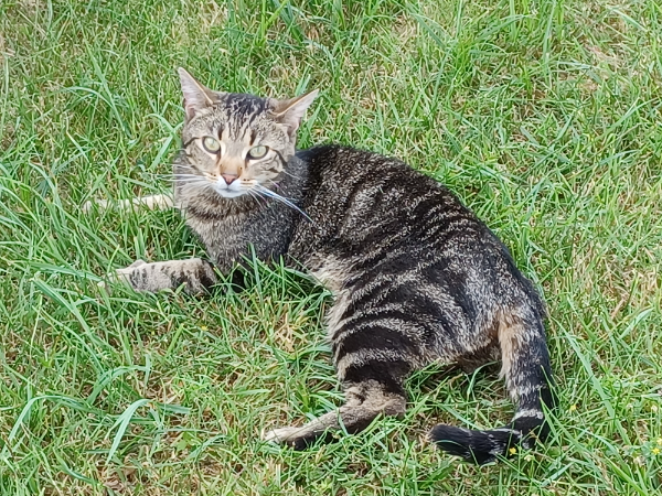 Missing Cat - Dipperz