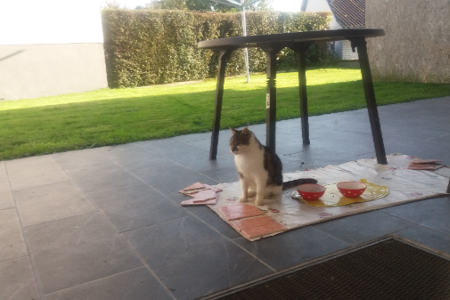 Found Cat - Landscheid