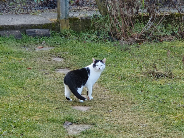 Missing Cat - Singen (Hohentwiel)