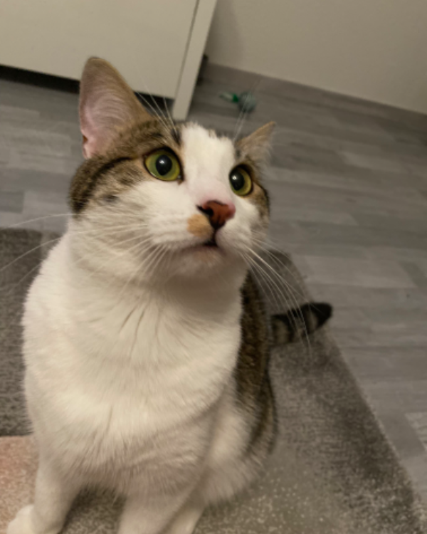 Found Cat - Waldkirch