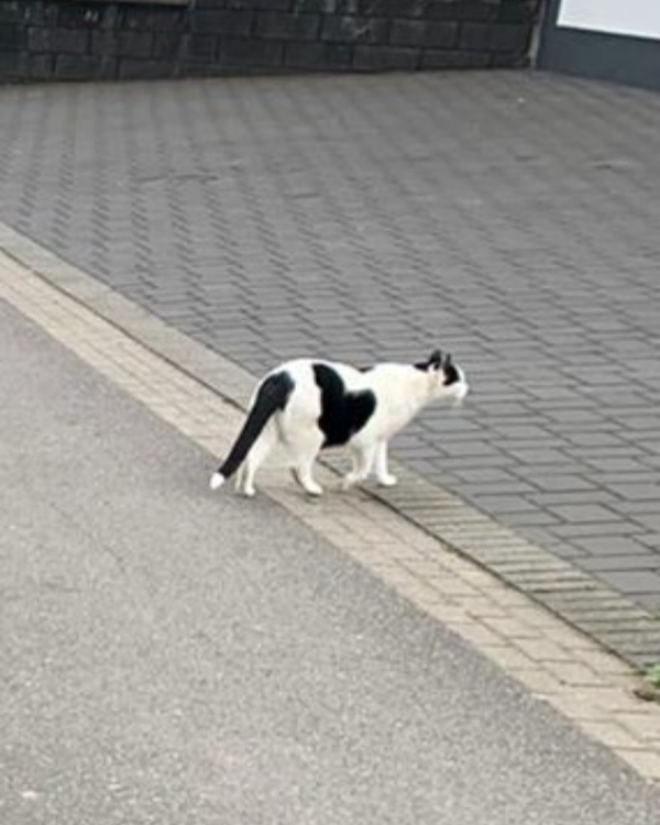 Missing Cat - Birkenau