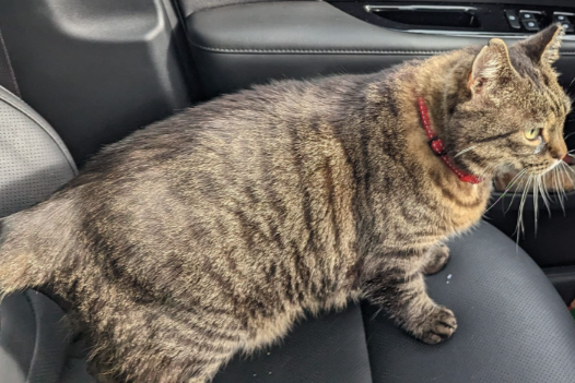 Missing Cat - Rabenstein/Fläming