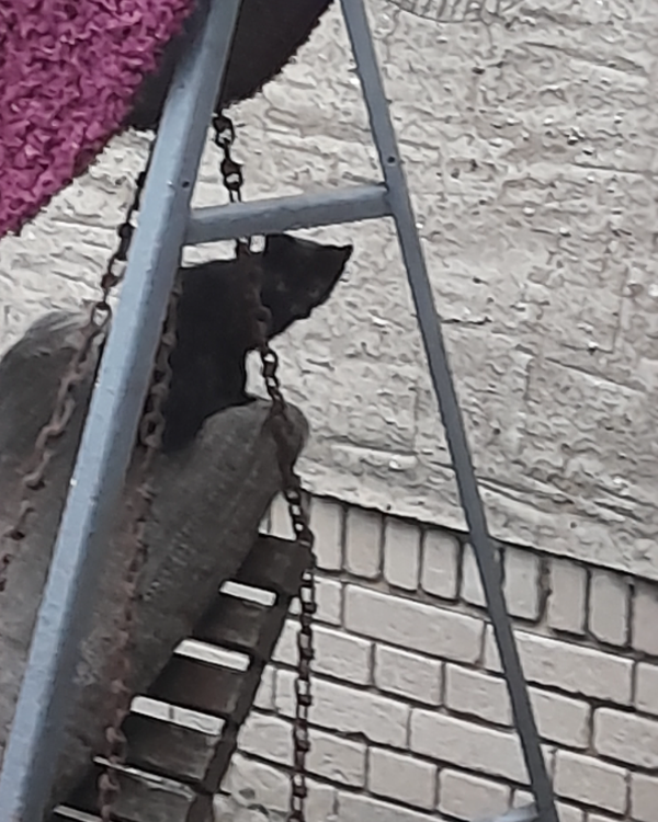 Missing Cat - Przasnysz