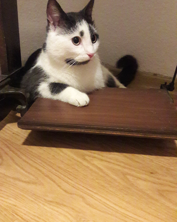 Found Cat - Sielbeck/Eutin