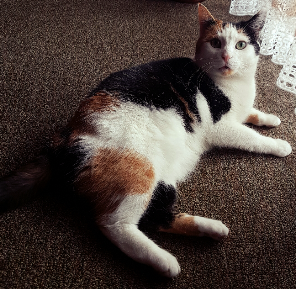 Missing Cat - Breitenbach