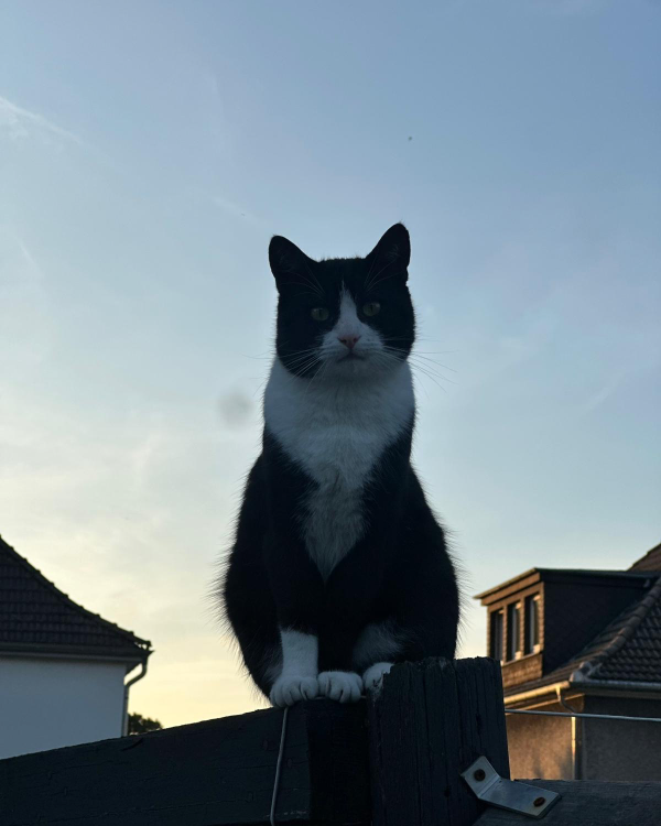 Missing Cat - Marl