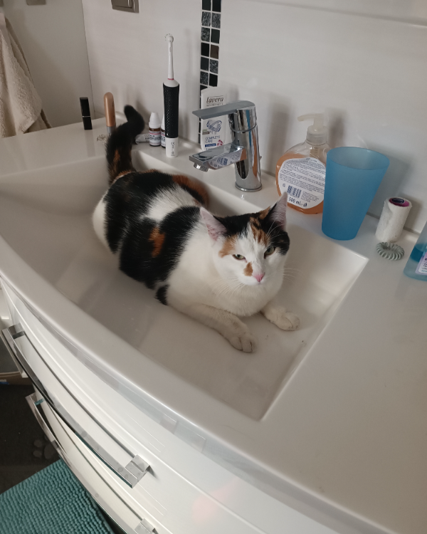 Missing Cat - Drei Gleichen