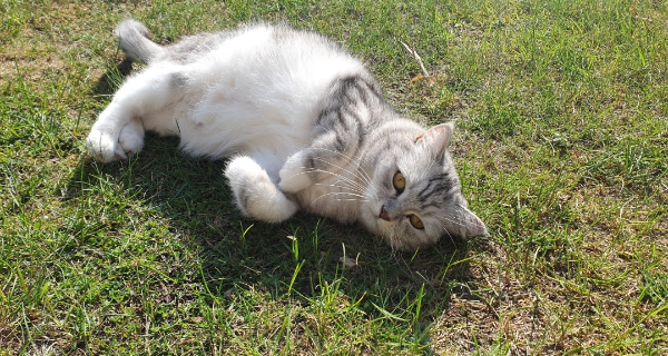 Missing Cat - Hohenwestedt