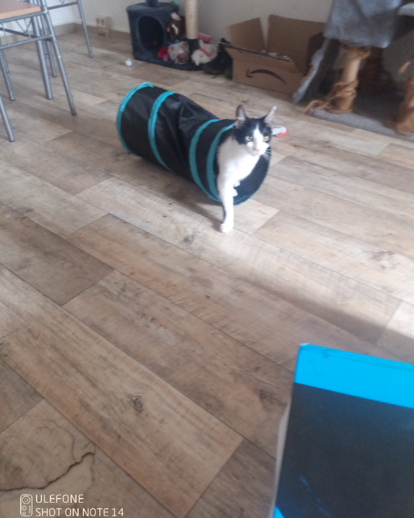 Missing Cat - Halberstadt