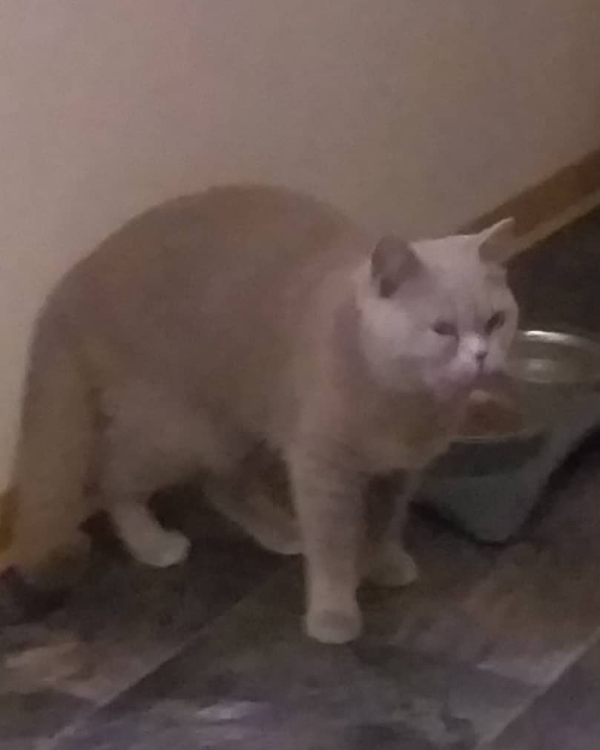 Missing Cat - Greifswald