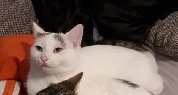 Missing Cat - Bad Salzungen