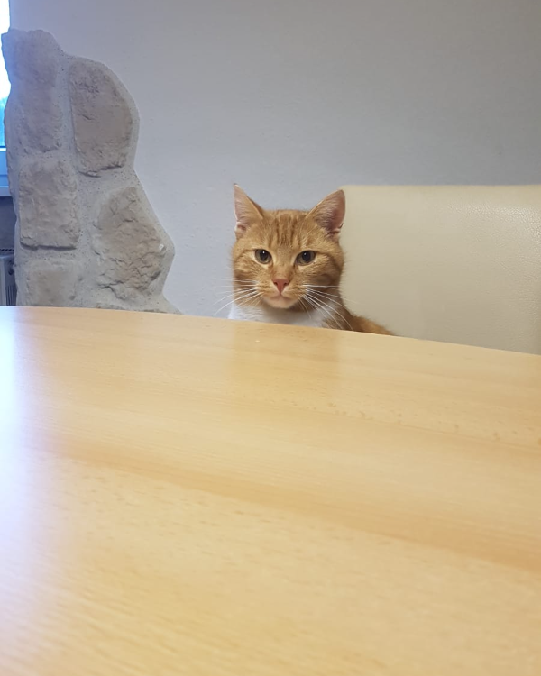 Missing Cat - Leinefelde-Worbis