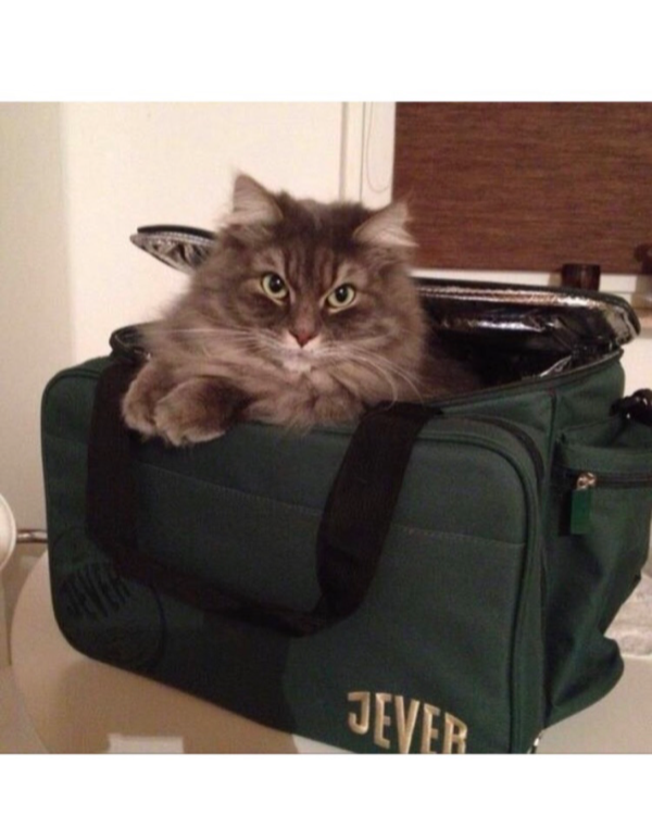 Found Cat - Fuldabrück