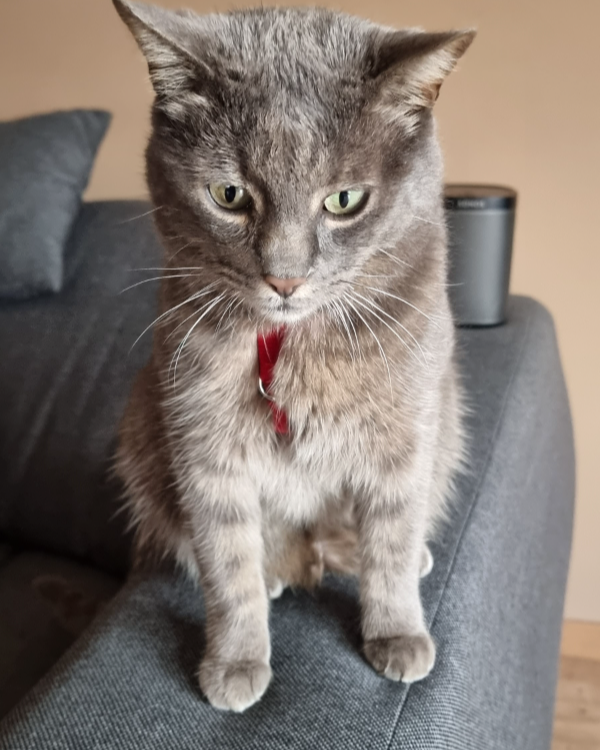 Found Cat - Theilenhofen