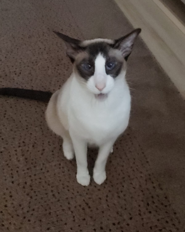 Found Cat - Frankfurt (Oder)