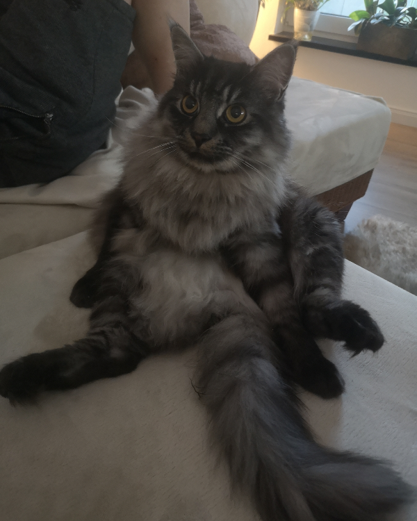 Missing Cat - Unknown