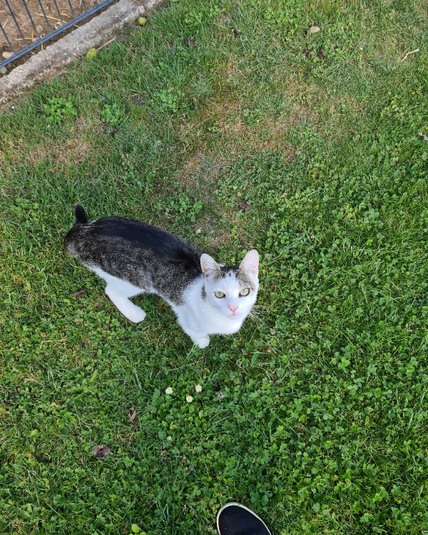 Missing Cat - Zschortau