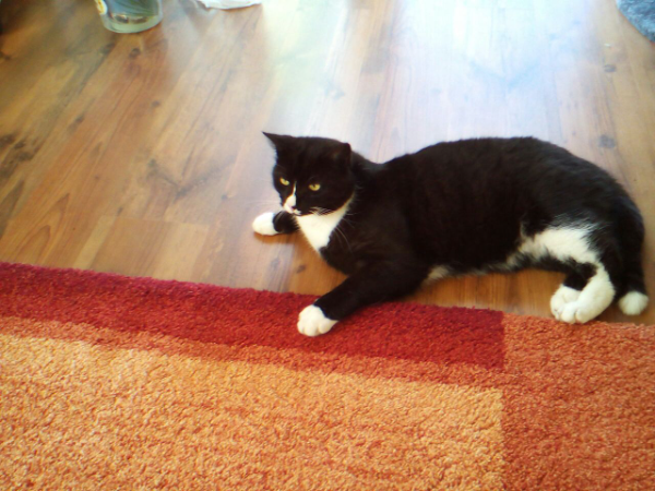 Missing Cat - Itzehoe