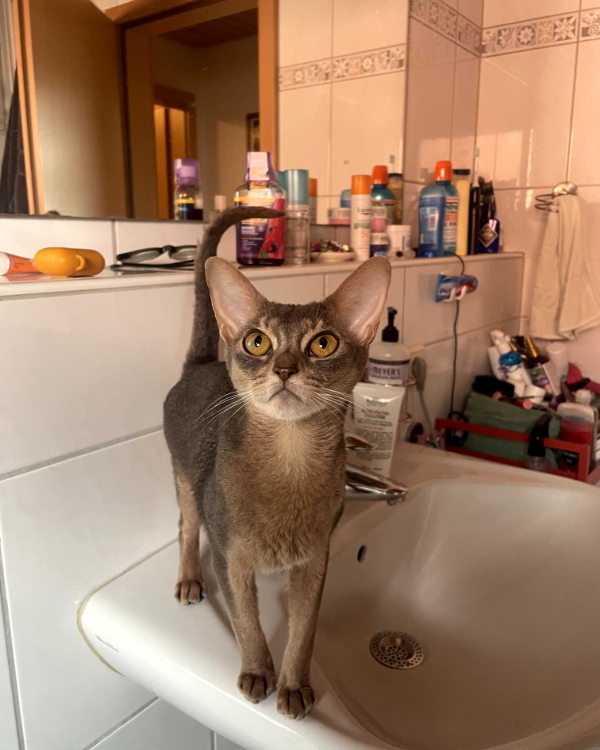 Found Cat - Erfenbach