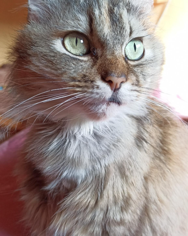 Missing Cat - Herdwangen-Schönach