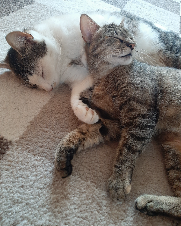 Missing Cat - Grambow