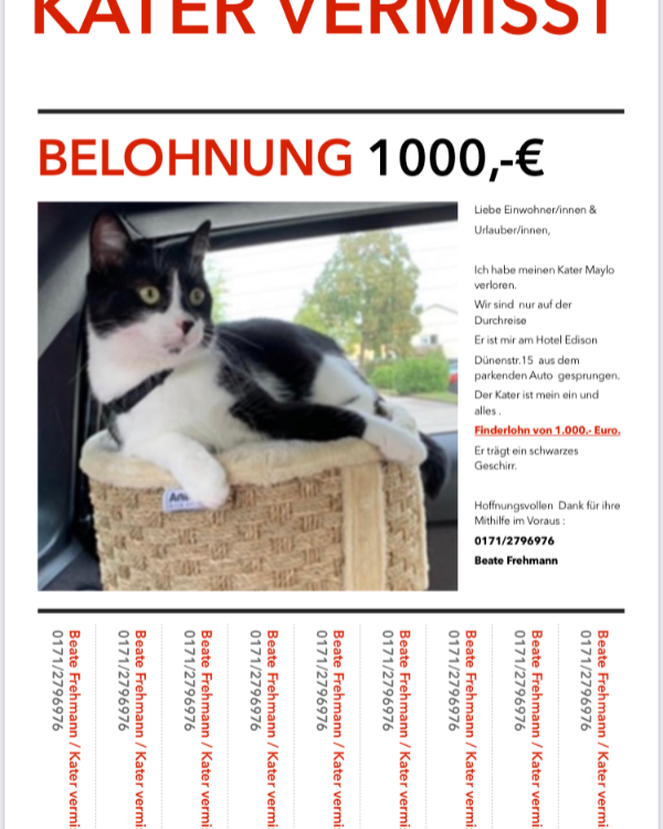 Missing Cat - Kühlungsborn