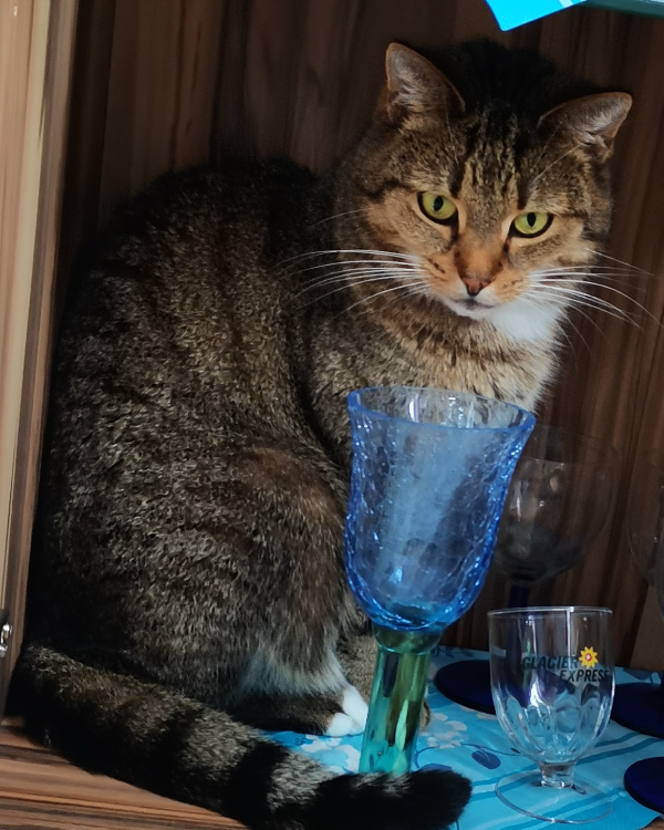 Found Cat - Reichenbach/Oberlausitz