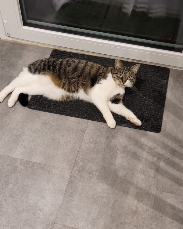 Missing Cat - Rastede