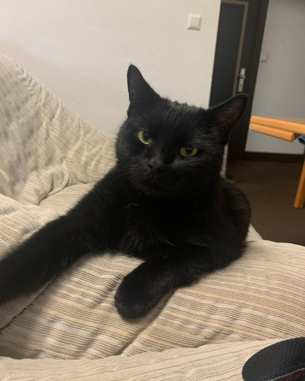 Found Cat - Lingen 4915120417272