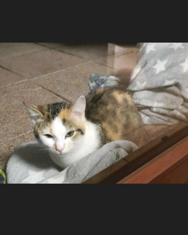 Missing Cat - Hatzfeld (Eder)