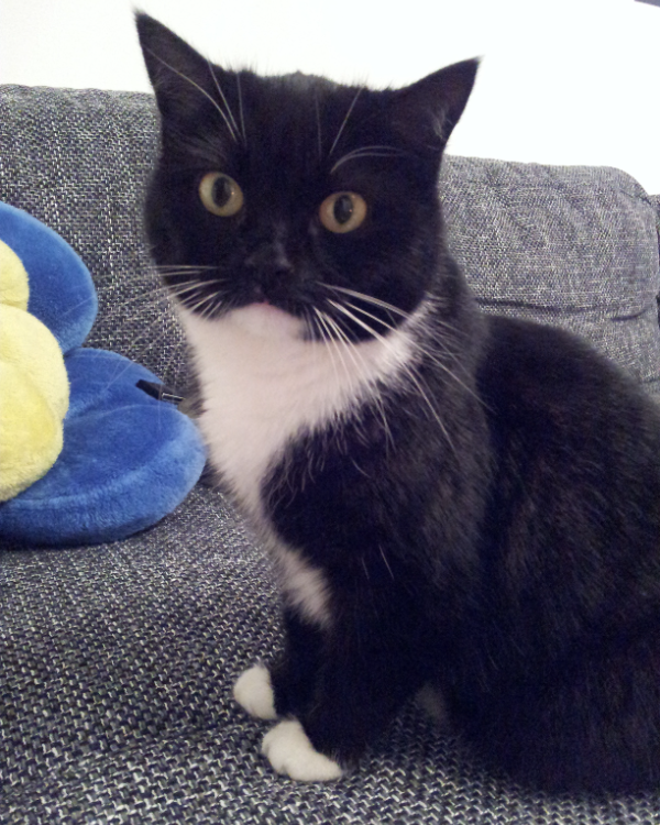 Missing Cat - Borchen