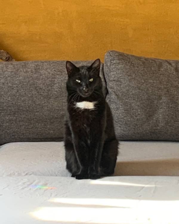 Missing Cat - Röderaue