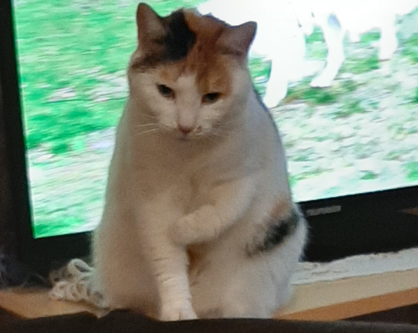 Missing Cat - Bad Langensalza