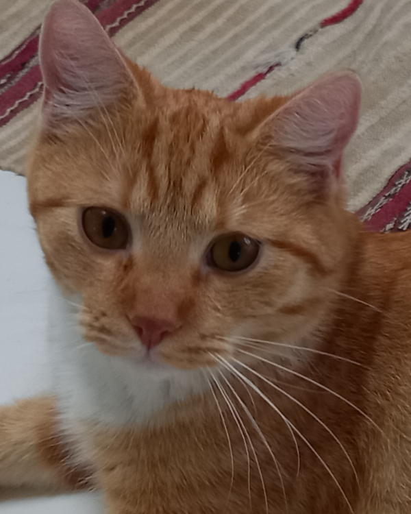 Missing Cat - Angermünde