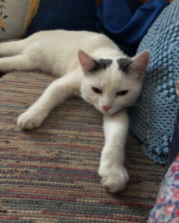 Found Cat - Donauwörth