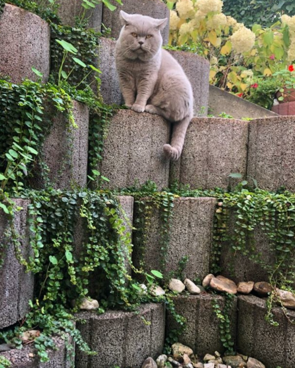 Found Cat - Münchsteinach