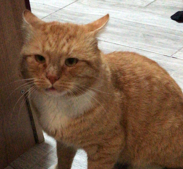 Missing Cat - Kyritz