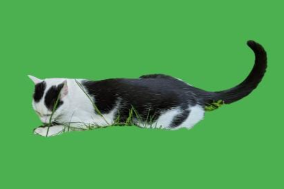 Missing Cat - Hann. Münden