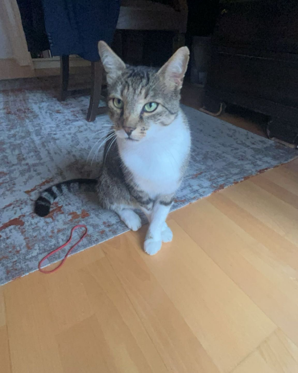 Missing Cat - Neusäß