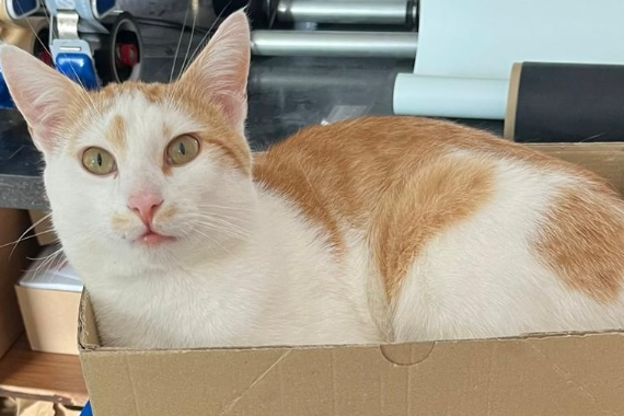 Missing Cat - Leinefelde-Worbis