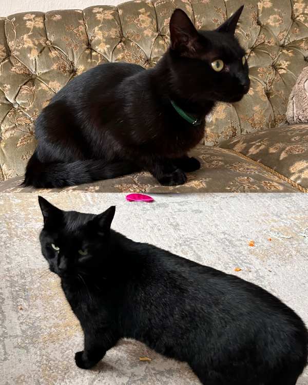 Found Cat - Hankensbüttel