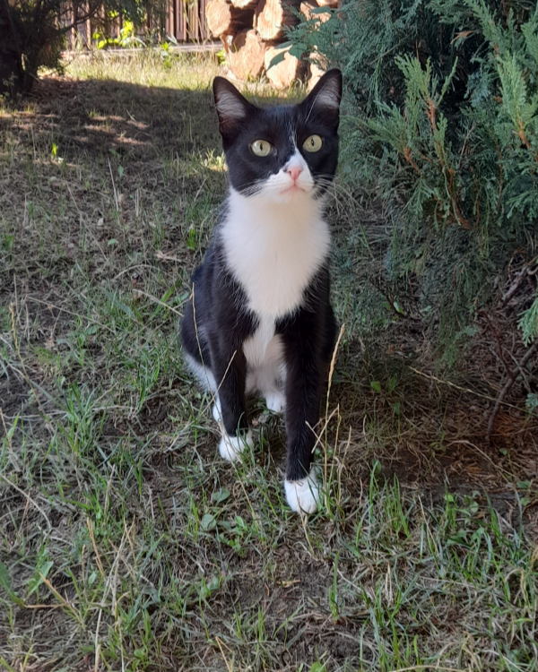 Missing Cat - Salgótarján
